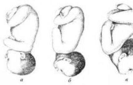 भ्रूण के सिर की स्थिति ऊँची और सीधी होती है। तीर के आकार के सिवनी की स्थिति ऊँची होती है।